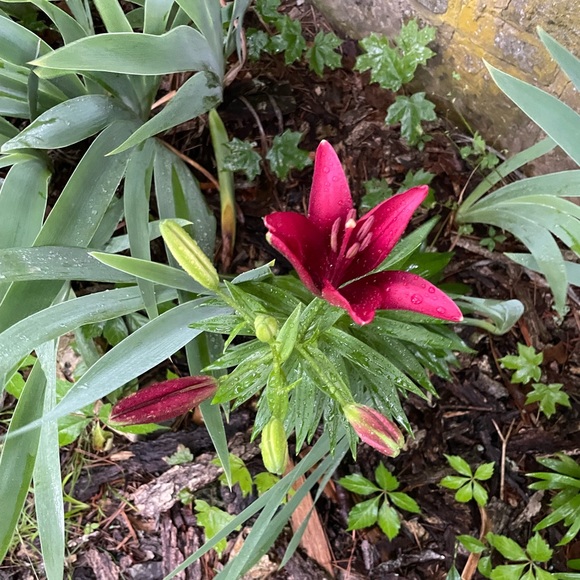 Meet your Posher, Ronnie. Happy Wife, Mother, and Posher. 💗 - Picture 2 of 3